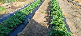 유명호CCTV공사님의 고추 · 영농일지 작성글 사진