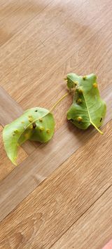 팜모닝 고추·병해충상담 게시글 이미지