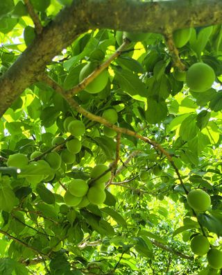 사과농사님의 자유주제 · 자유게시판 작성글 사진