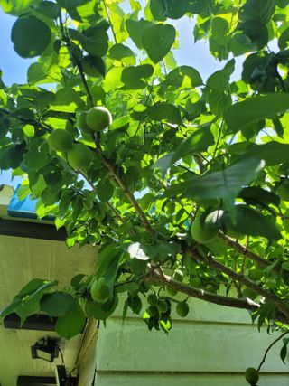 사과농사님의 자유주제 · 자유게시판 작성글 사진