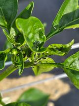 팜모닝 고추·병해충상담 게시글 이미지