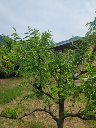 구수본님의 사과 · 병해충상담 작성글 사진