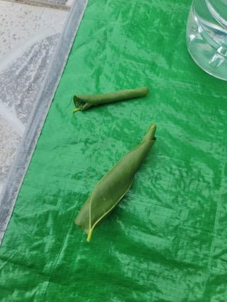 구수본님의 사과 · 병해충상담 작성글 사진