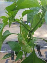 팜모닝 고추·병해충상담 게시글 이미지