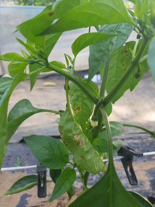 초보농사님의 고추 · 병해충상담 작성글 사진