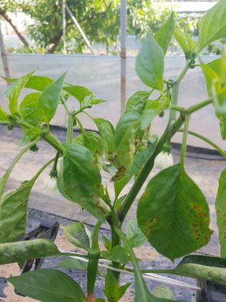 초보농사님의 고추 · 병해충상담 작성글 사진