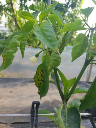 초보농사님의 고추 · 병해충상담 작성글 사진