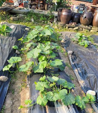 김중언님의 선도농가에 선정된 소감은? · 참여글 작성글 사진