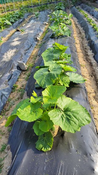 김중언님의 선도농가에 선정된 소감은? · 참여글 작성글 사진