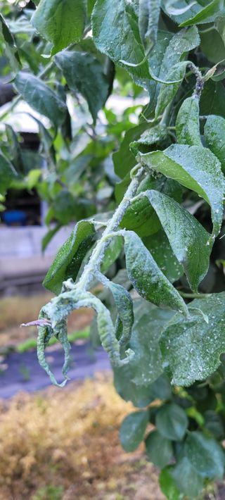 시골느림보님의 매실 · 병해충상담 작성글 사진