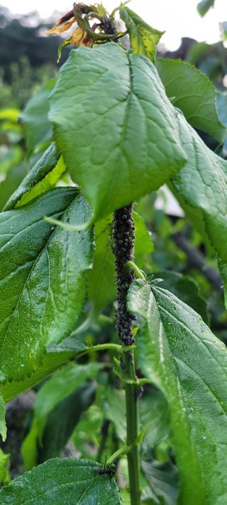 시골느림보님의 매실 · 병해충상담 작성글 사진