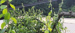 시골느림보님의 매실 · 병해충상담 작성글 사진