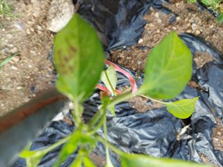 기쁨님의 농사, 무엇이든 물어보세요! · 참여글 작성글 사진