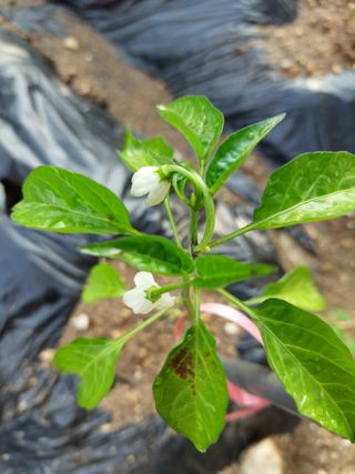 기쁨님의 농사, 무엇이든 물어보세요! · 참여글 작성글 사진