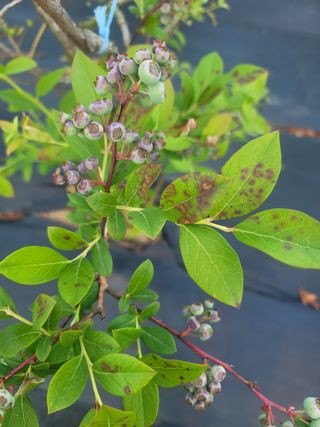 대박농부님의 블루베리 · 병해충상담 작성글 사진