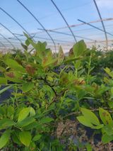 팜모닝 농사, 무엇이든 물어보세요!·참여글 게시글 이미지