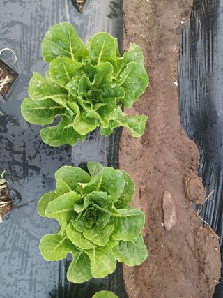 콩나라최여순님의 기타작물 · 자유게시판 작성글 사진