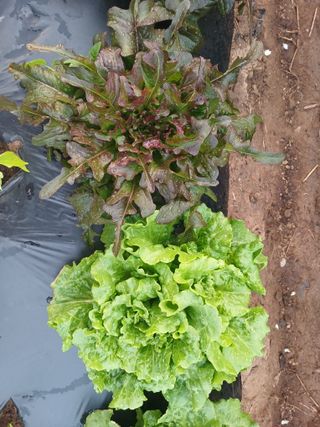 콩나라최여순님의 기타작물 · 자유게시판 작성글 사진