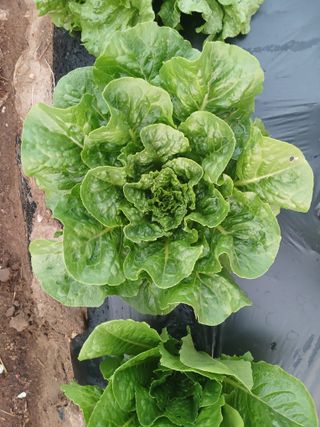 콩나라최여순님의 기타작물 · 자유게시판 작성글 사진