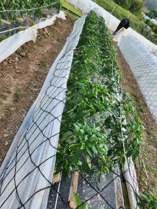 고추농사 정 미라님의 자유주제 · 자유게시판 작성글 사진