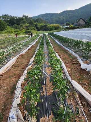 고추농사 정 미라님의 자유주제 · 자유게시판 작성글 사진
