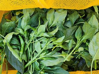 고추농사 정 미라님의 자유주제 · 자유게시판 작성글 사진