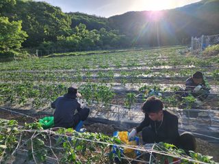 고추농사 정 미라님의 자유주제 · 자유게시판 작성글 사진