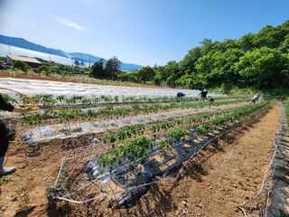 고추농사 정 미라님의 자유주제 · 자유게시판 작성글 사진