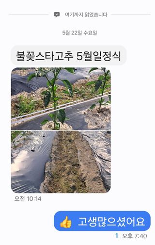 대산농사대장님의 고추 · 일상 작성글 사진