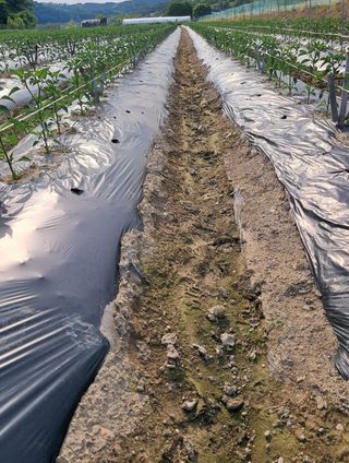 대산농사대장님의 고추 · 일상 작성글 사진