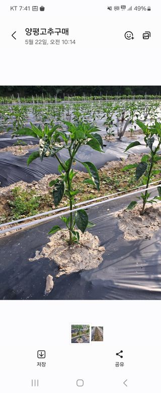 대산농사대장님의 고추 · 일상 작성글 사진