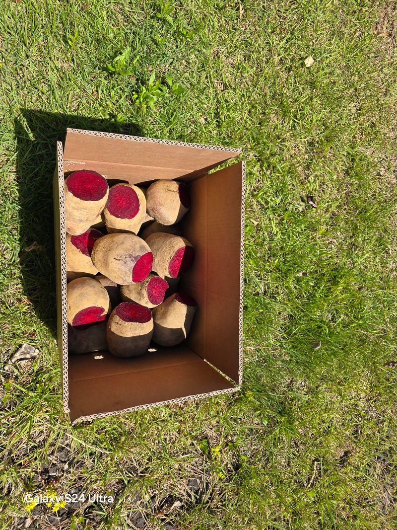 김태환님의 장터 판매 상품 [제주 (꿀) 비트 10kg 팔아요] 첨부 사진