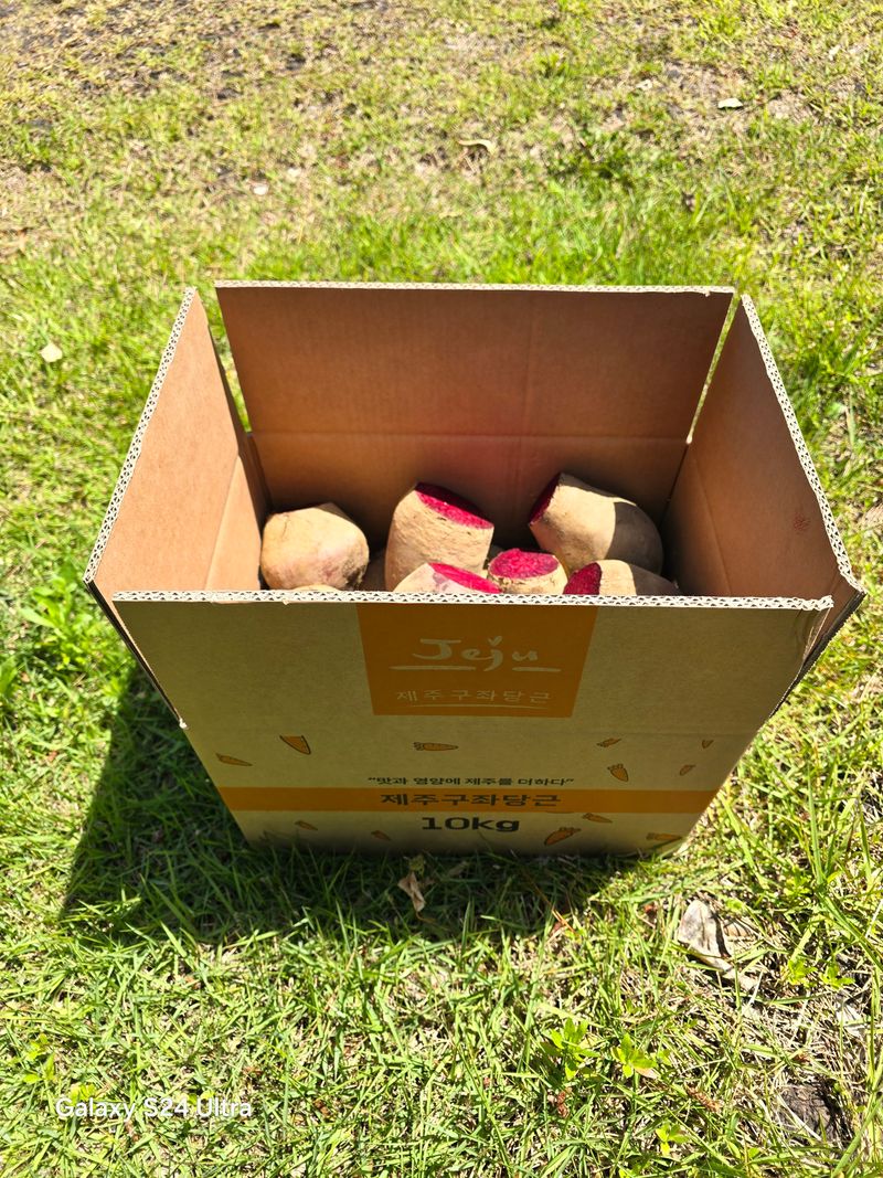 김태환님의 장터 판매 상품 [제주 (꿀) 비트 10kg 팔아요] 첨부 사진