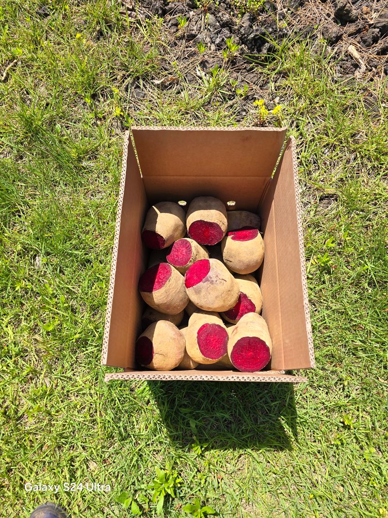 김태환님의 장터 판매 상품 [제주 (꿀) 비트 10kg 팔아요] 첨부 사진