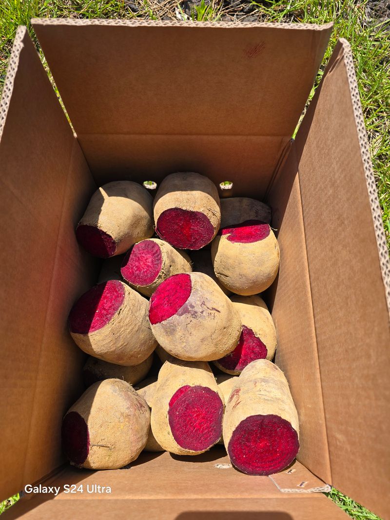 김태환님의 장터 판매 상품 [제주 (꿀) 비트 10kg 팔아요] 첨부 사진