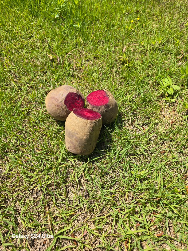 김태환님의 장터 판매 상품 [제주 (꿀) 비트 10kg 팔아요] 첨부 사진