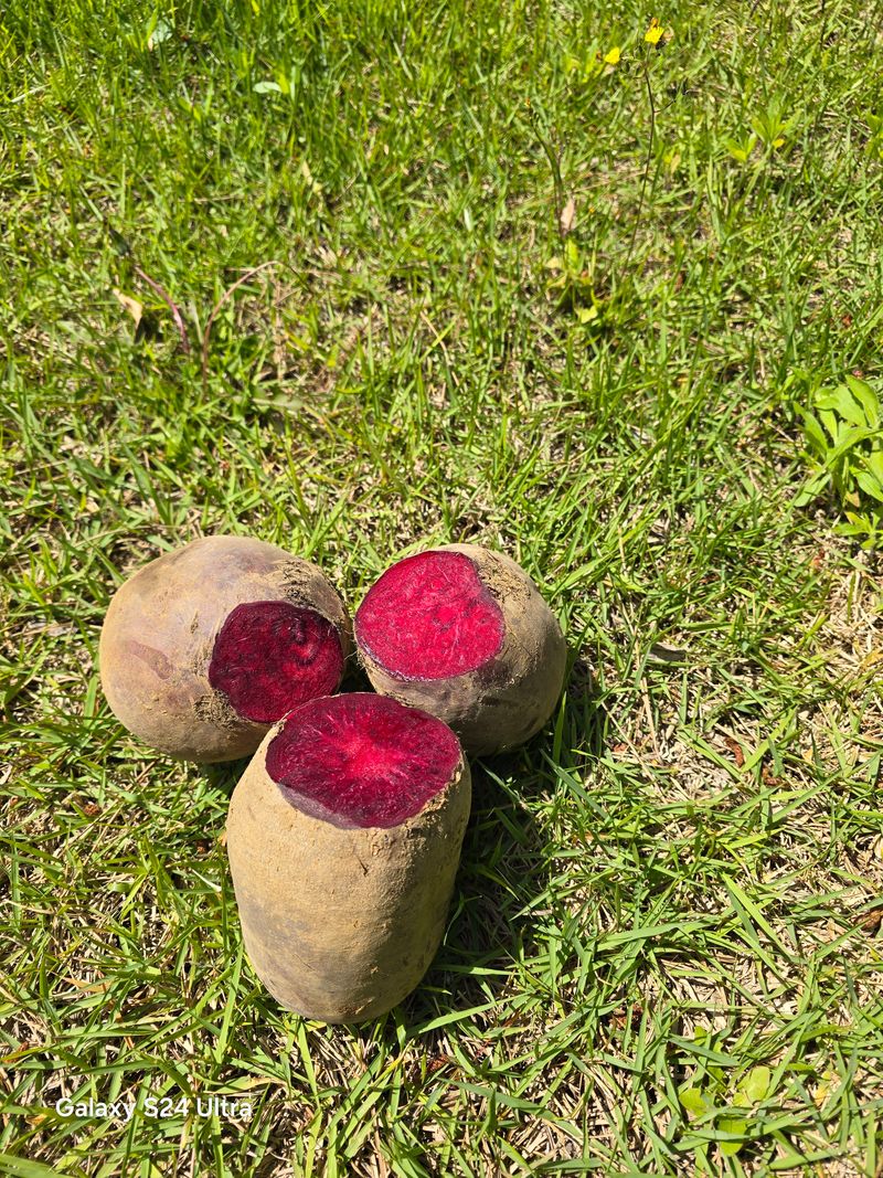 김태환님의 장터 판매 상품 [제주 (꿀) 비트 10kg 팔아요] 첨부 사진
