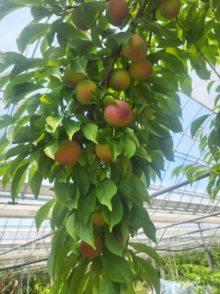 두릅나무9110님의 자두 · 영농일지 작성글 사진