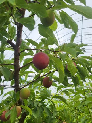 두릅나무9110님의 자두 · 영농일지 작성글 사진