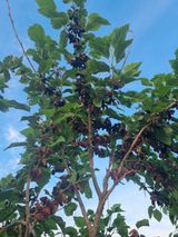 팜모닝 농사, 무엇이든 물어보세요!·참여글 게시글 이미지