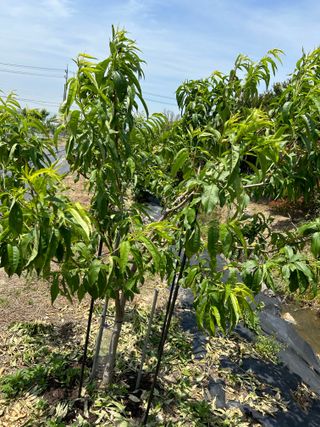 금강농원님의 올해 방제 어떻게 하셨나요? · 참여글 작성글 사진