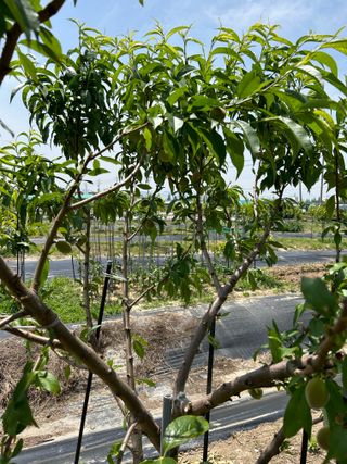 금강농원님의 올해 방제 어떻게 하셨나요? · 참여글 작성글 사진