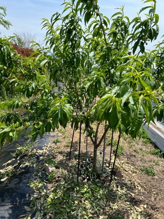 금강농원님의 올해 방제 어떻게 하셨나요? · 참여글 작성글 사진