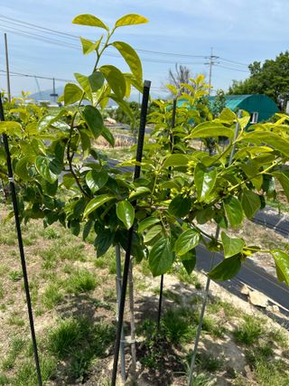 금강농원님의 올해 방제 어떻게 하셨나요? · 참여글 작성글 사진