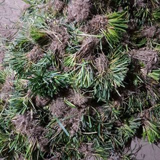 이은화님의 기타작물 · 영농일지 작성글 사진