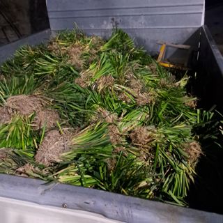 이은화님의 기타작물 · 영농일지 작성글 사진