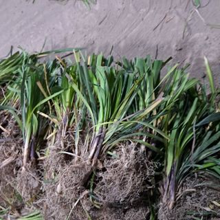 이은화님의 기타작물 · 영농일지 작성글 사진