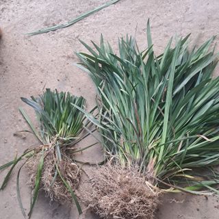 이은화님의 기타작물 · 영농일지 작성글 사진