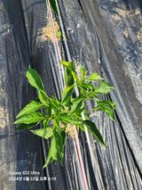 팜모닝 자유주제·자유게시판 게시글 이미지