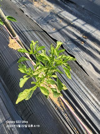 용수리또리농장님의 자유주제 · 자유게시판 작성글 사진